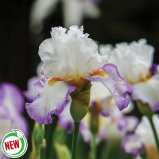 Starting Fresh Iris Thumbnail